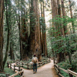 A man wearing jeans and a backpack walking down a trail through the Muir Woods