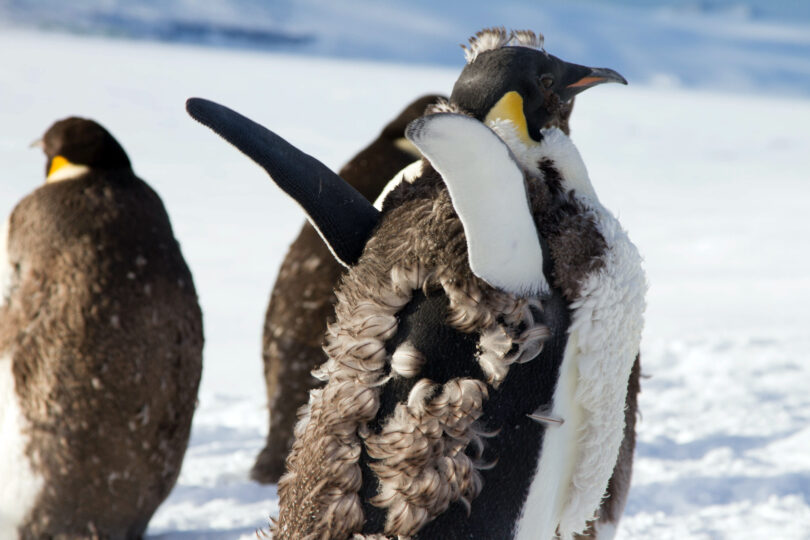 Photo of a penguin in the process of replacing its old feather with one ones, looking messy