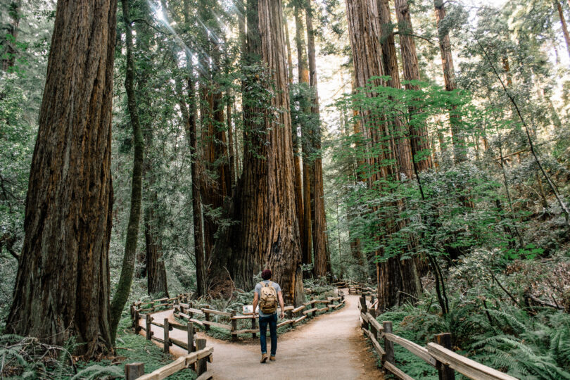 A man wearing jeans and a backpack walking down a trail through the Muir Woods